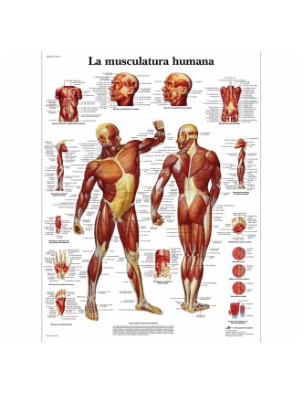 Lámina de la musculatura (50 x 67 cm.)