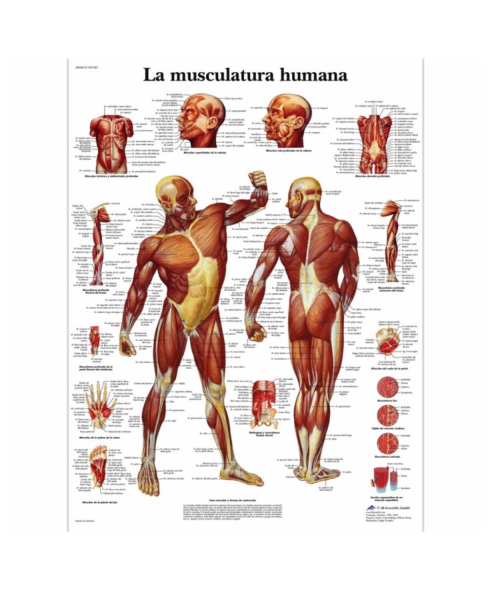 Lámina de la musculatura (50 x 67 cm.)