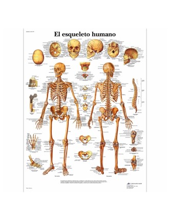 Lámina Esqueleto Humano (50 x 67 cm.)