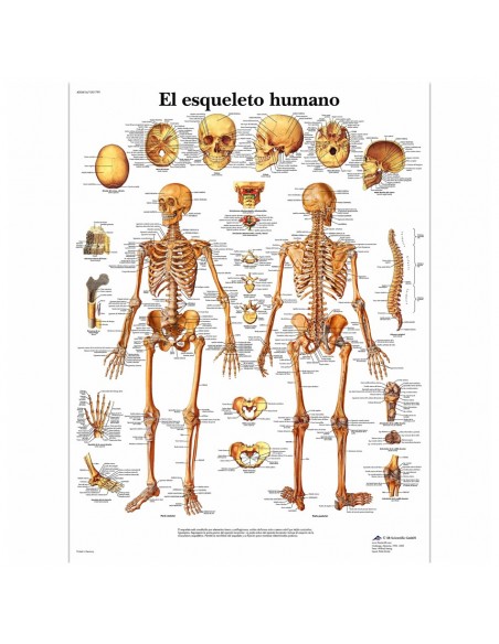 Lámina Esqueleto Humano (50 x 67 cm.)