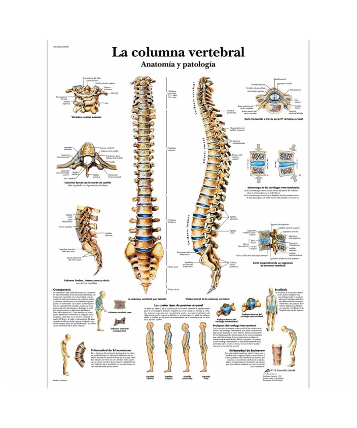 Lámina Columna Vertebral (50 x 67 cm.)