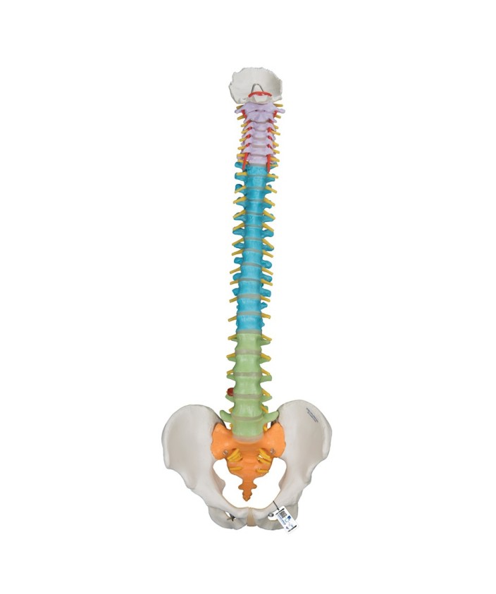 Columna didáctica flexible (5 secciones por color)