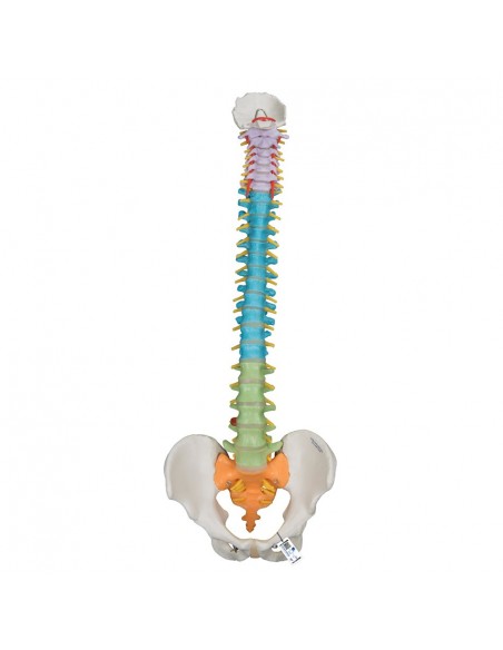 Columna didáctica flexible (5 secciones por color)