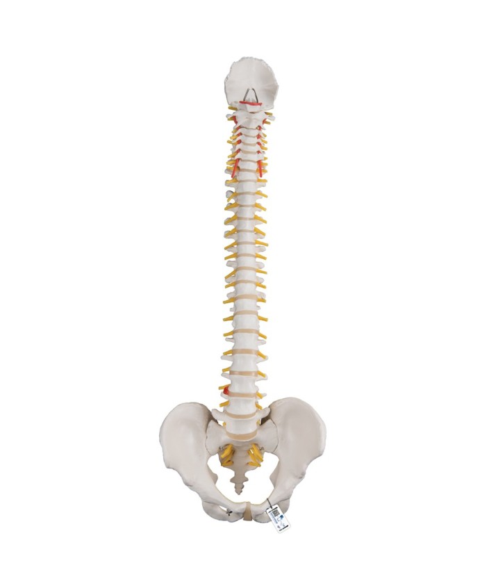 Columna flexible - Versión clásica